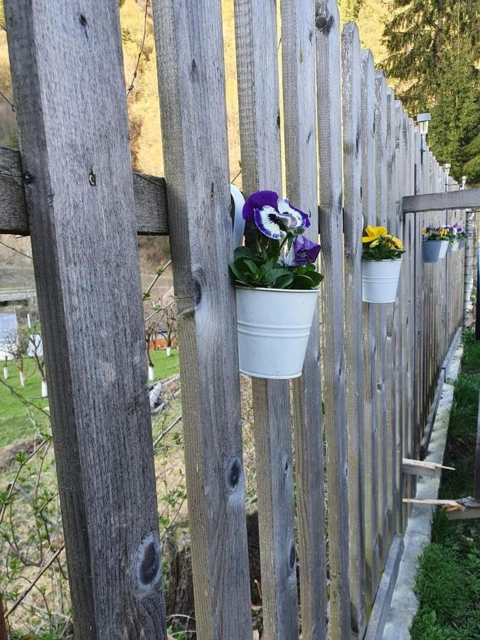 Cabana Valea Sadului Rau Sadului Bagian luar foto